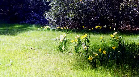 Daffodils in the spot where the trail widens just below the meadow