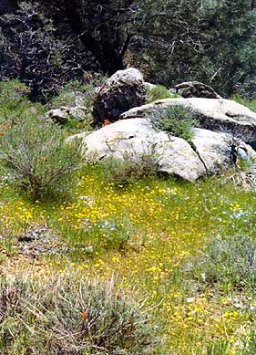 Spring wildflowers