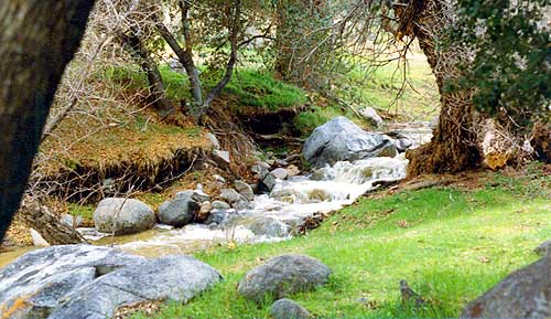 Cottonwood Creek just above its junction with Jawbone Canyon Rd.