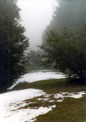 The Meadow in Winter